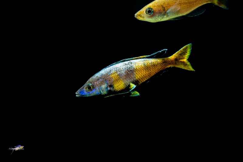 Cyprichromis sp. 'brilliant jumbo' Kitumba